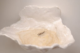 Conchas y Benditera