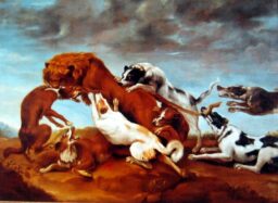 Lucha entre león y perros
