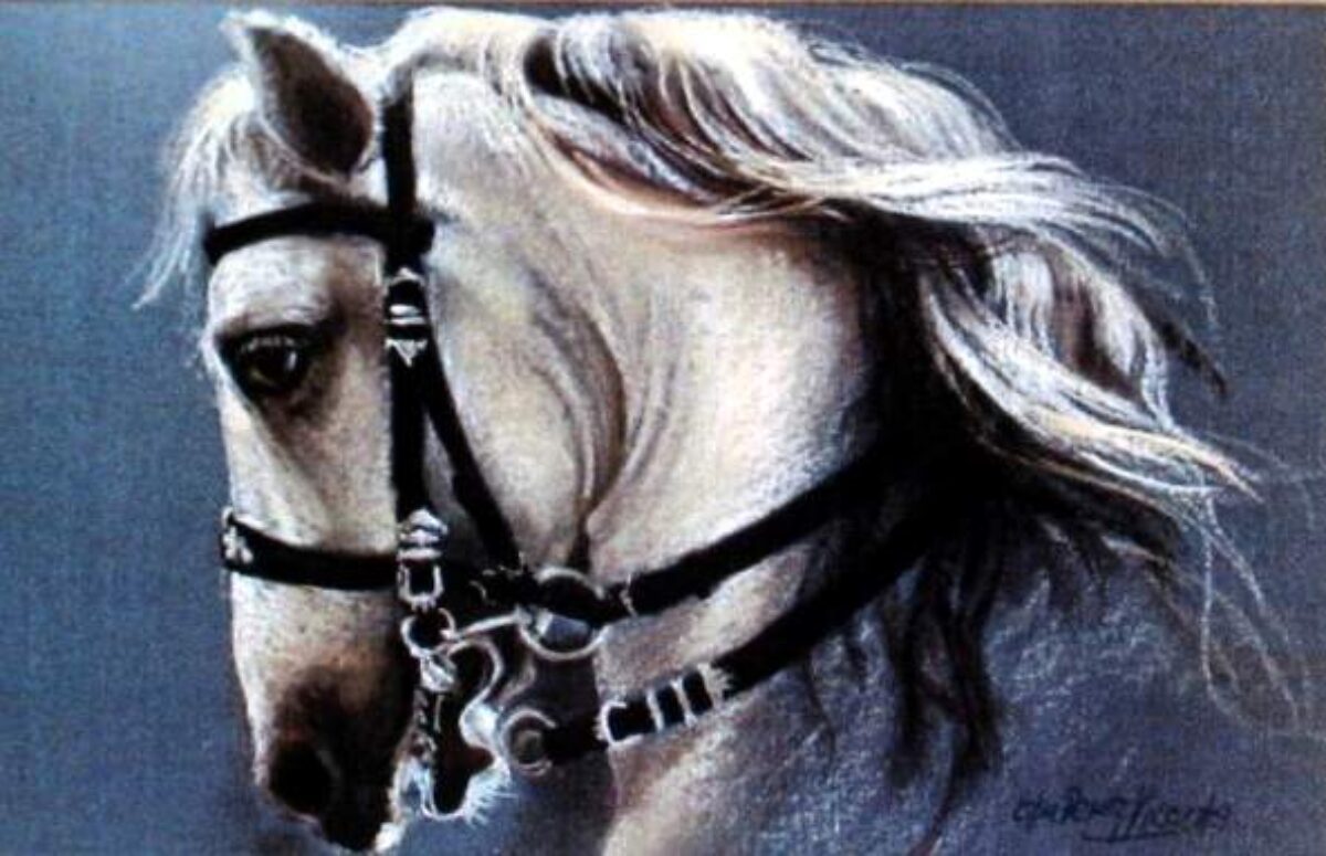 Cabeza de caballo blanco