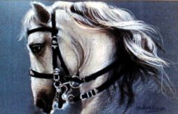 Cabeza de caballo blanco