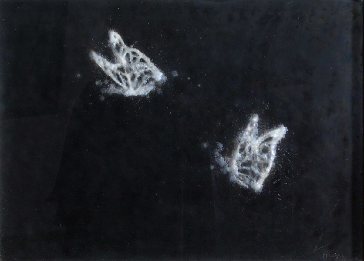 Mariposas