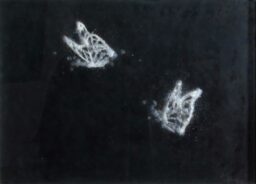 Mariposas